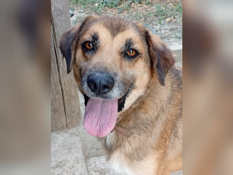 Rüde Ben sucht sein Für-immer-Zuhause