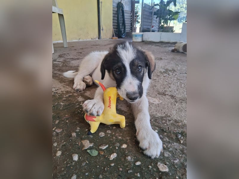 Junghündin HEIDI sucht ihr Zuhause