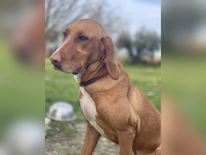 Hündin LARA sucht ihr Für-immer-Körbchen