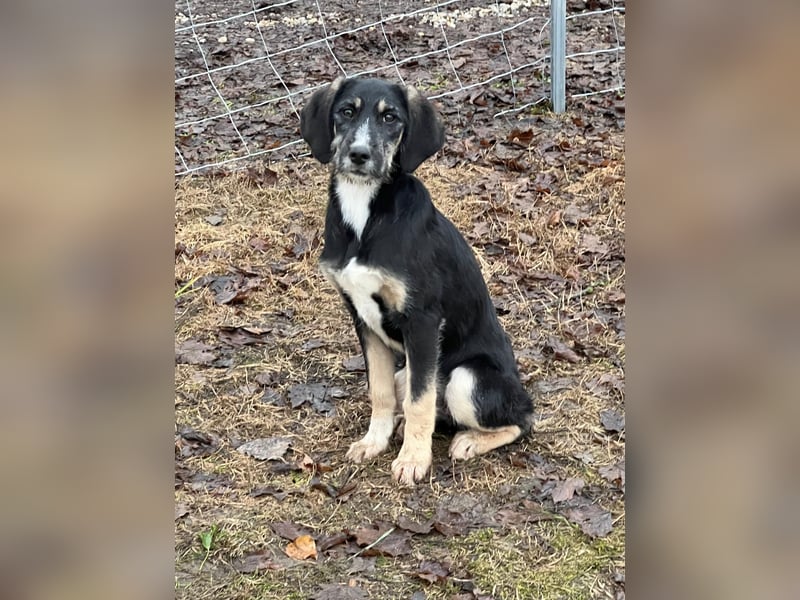 Hündin CIRI sucht ihr neues Zuhause