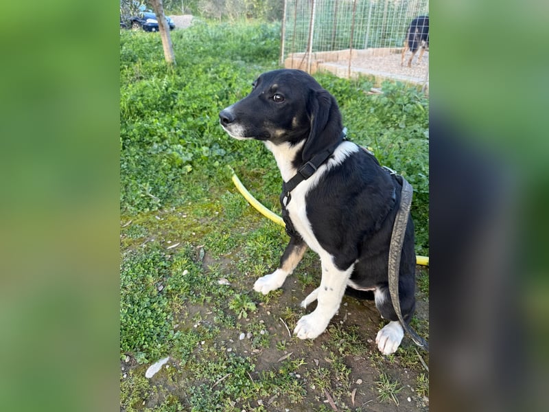 Hündin CANDY sucht ein liebevolles Zuhause