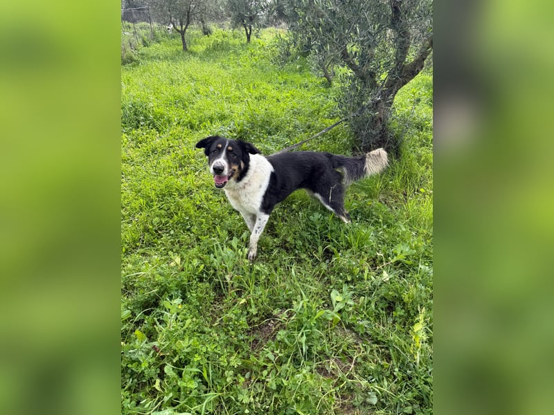 Hündin SUNNY sucht ihr Glück