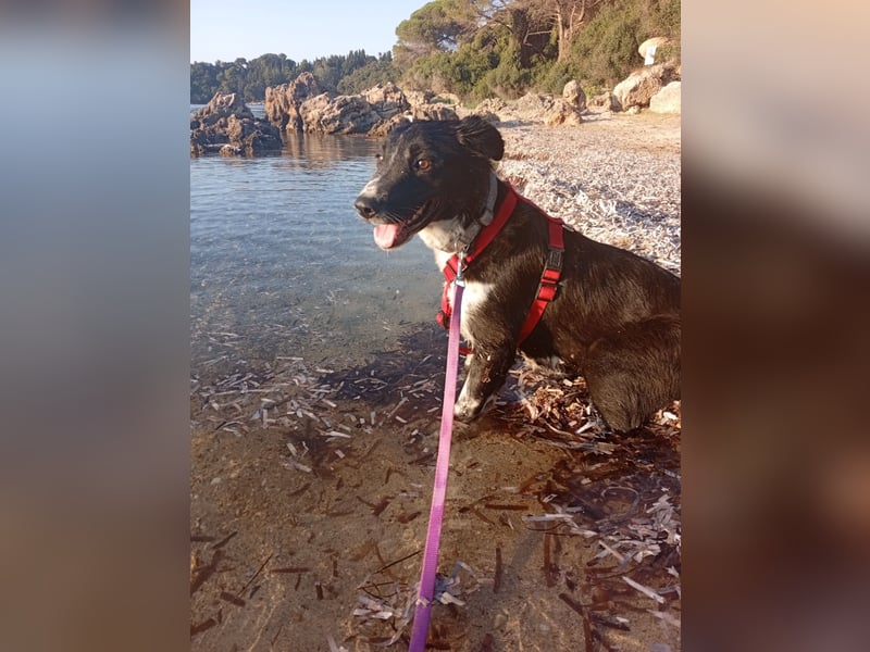 Hündin LINDY sucht ihr Für-immer-Körbchen