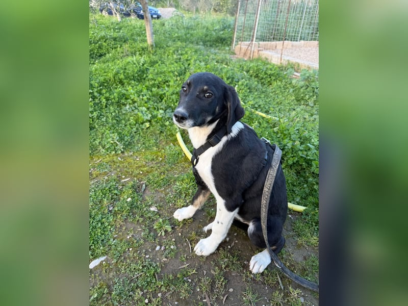 Hündin CANDY sucht ein liebevolles Zuhause