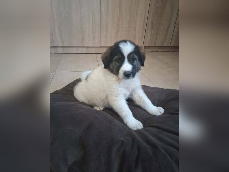 Junghündin HEIDI sucht ihr Zuhause