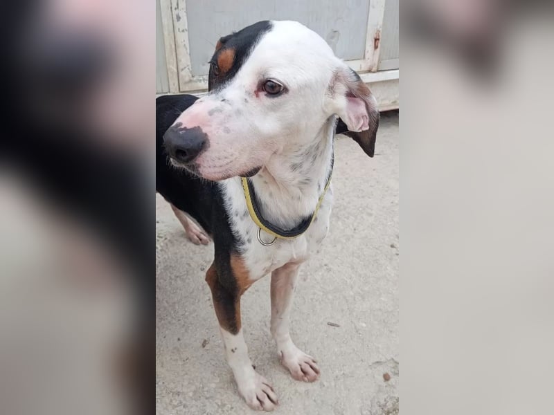 Pipo ,besonderer Herzenshund sucht sein Glück