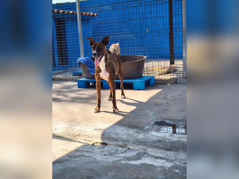Turron, er geht im Tierheim unter