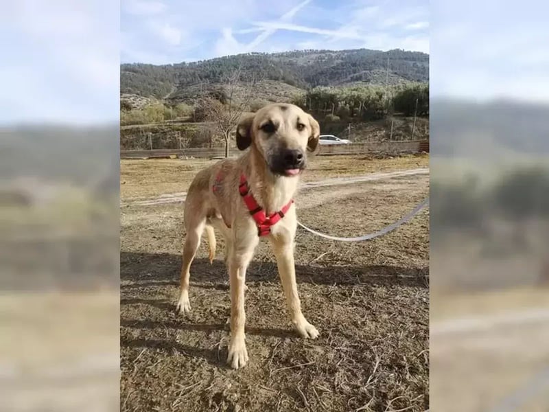 Dubai, seit Welpentagen im Tierheim