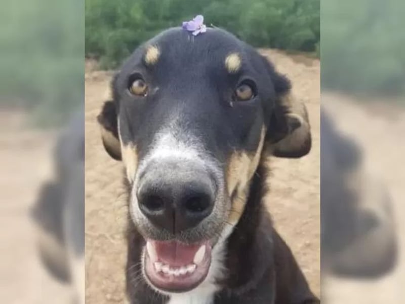 Mila wartet schon so lange - sie hat ihr Zuhause endlich verdient