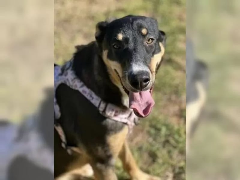 Mila wartet schon so lange - sie hat ihr Zuhause endlich verdient