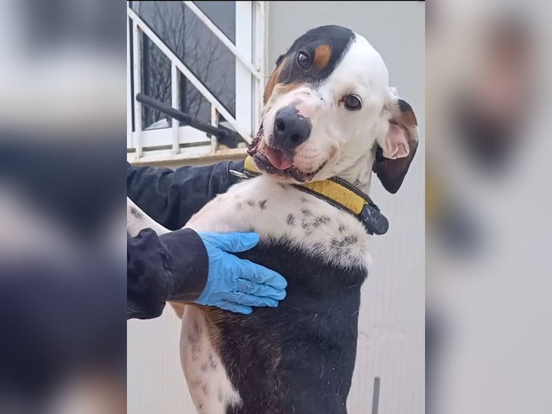 Pipo ,besonderer Herzenshund sucht sein Glück