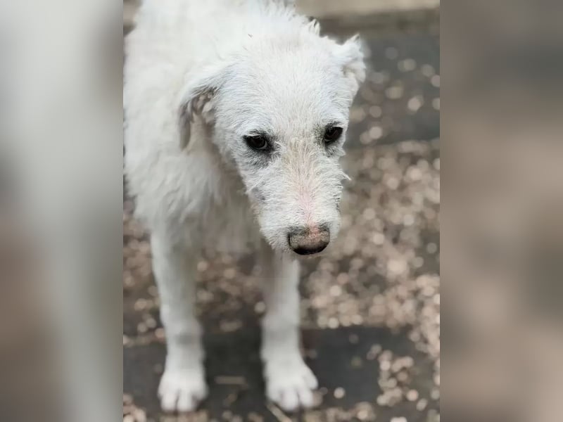 Blanca, ein schüchternes Zottelmädchen