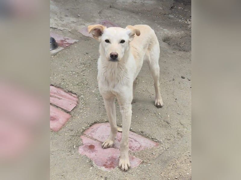 Bombay, unsichtbarer schüchterner Rüde