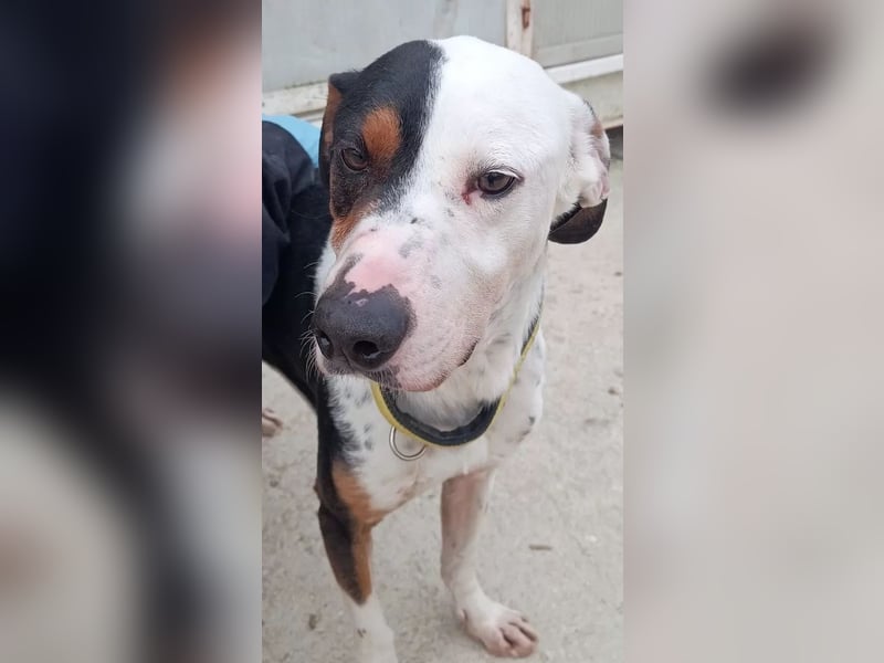 Pipo ,besonderer Herzenshund sucht sein Glück