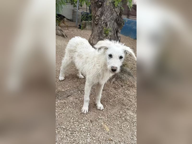 Blanca ,sanfte Hündin sucht geduldige Menschen