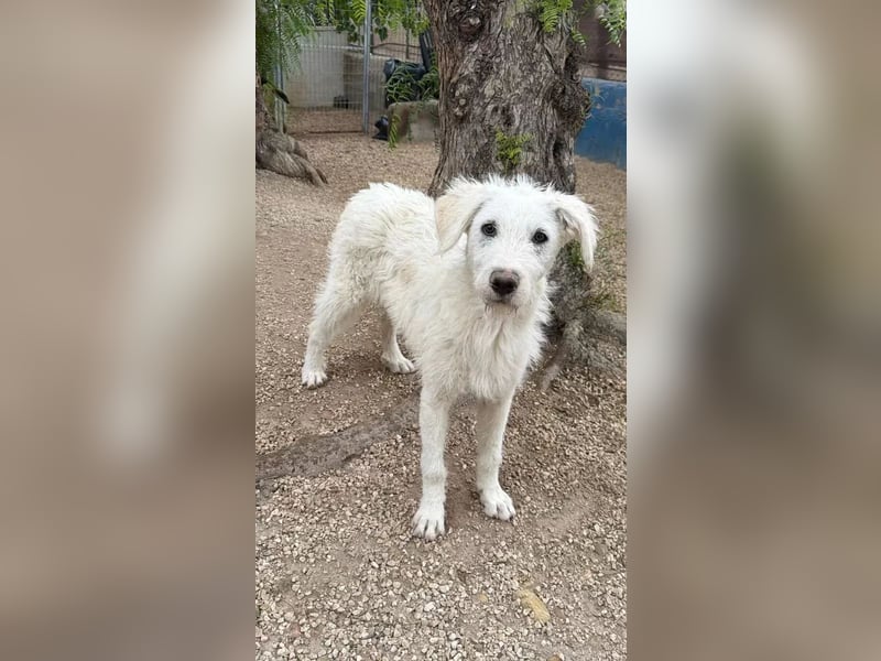 Blanca, ein schüchternes Zottelmädchen