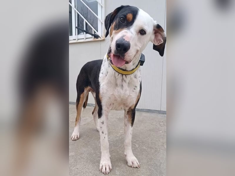 Pipo ,besonderer Herzenshund sucht sein Glück