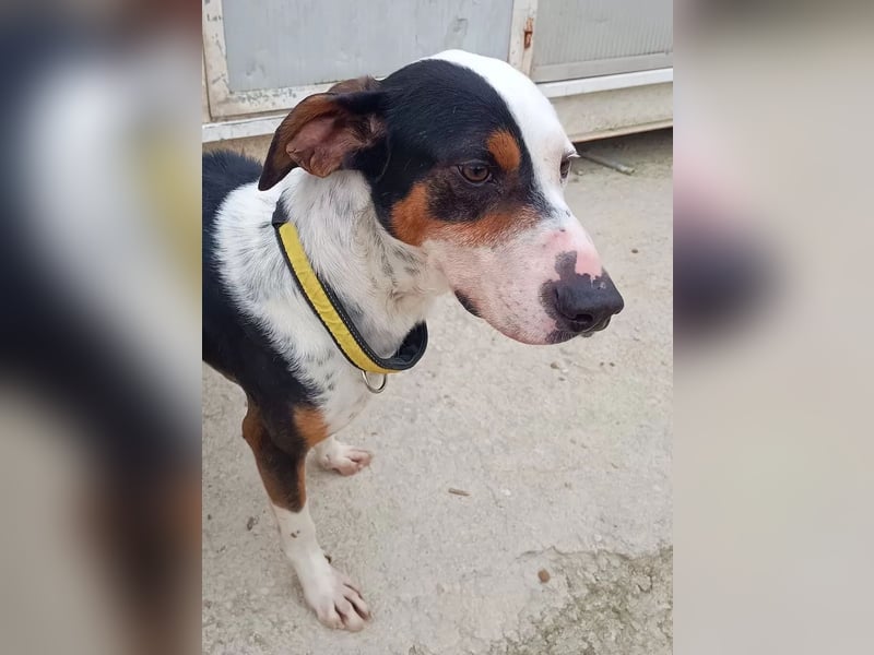 Pipo ,besonderer Herzenshund sucht sein Glück