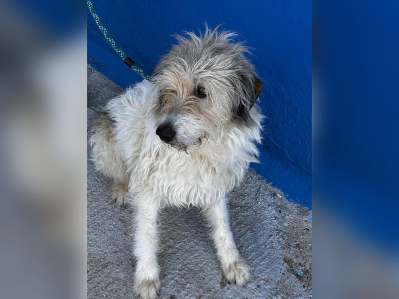 Peque, katzenfreundlich und gemütlich