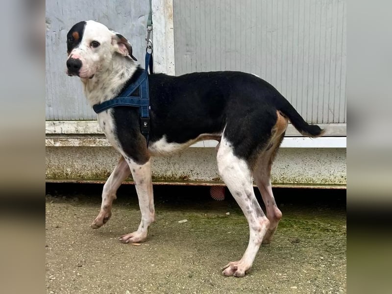 Pipo ,besonderer Herzenshund sucht sein Glück