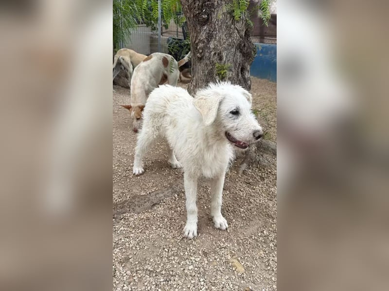 Blanca, ein schüchternes Zottelmädchen