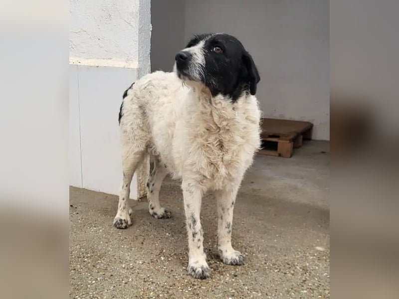 Matilda, zart , ruhig und geduldig