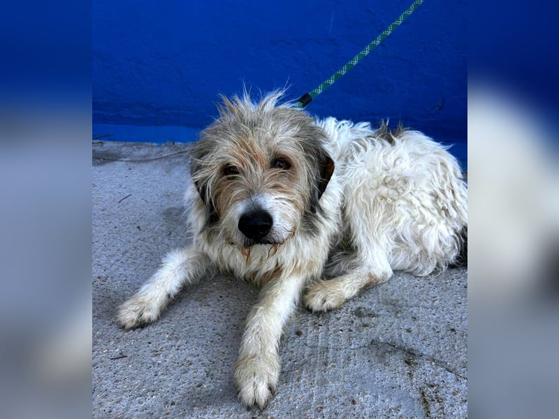 Peque, katzenfreundlich und gemütlich