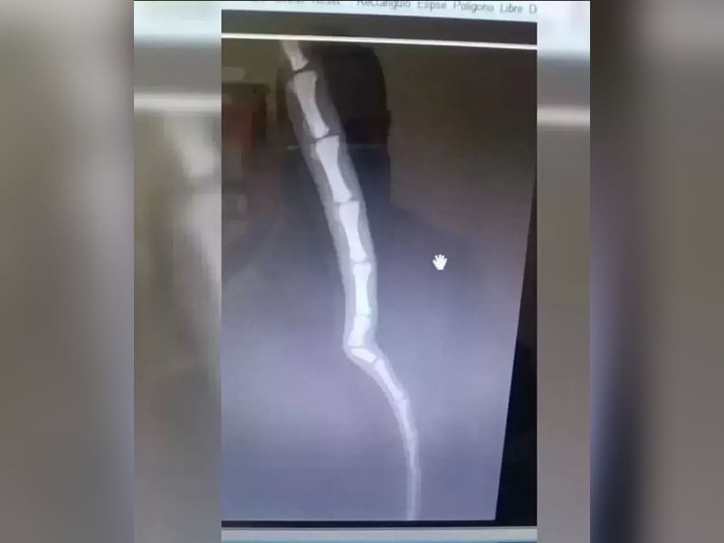 Dubai, sehnt sich nach einem Hundekumpel
