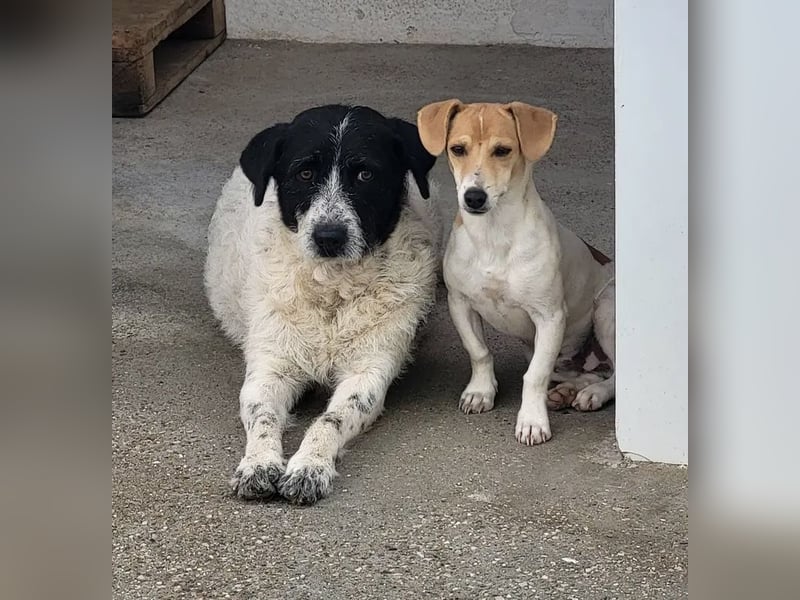 Matilda, eine Traumhündin