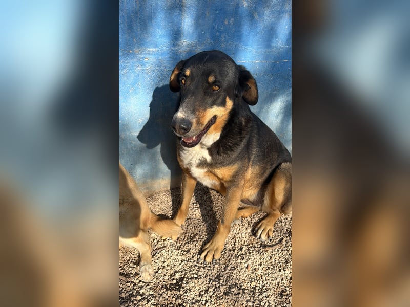 Mila wartet schon so lange - sie hat ihr Zuhause endlich verdient