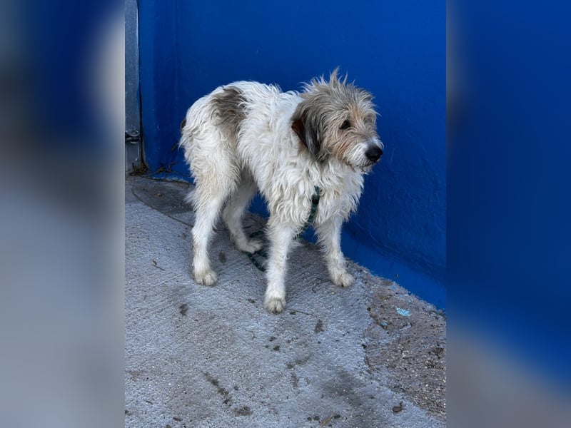 Peque, katzenfreundlich und gemütlich