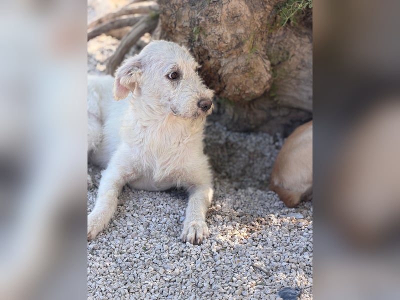 Blanca ,sanfte Hündin sucht geduldige Menschen