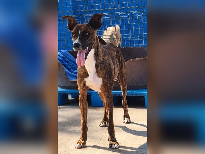 Turron, er geht im Tierheim unter