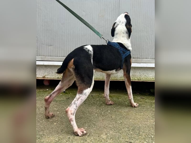 Pipo ,besonderer Herzenshund sucht sein Glück
