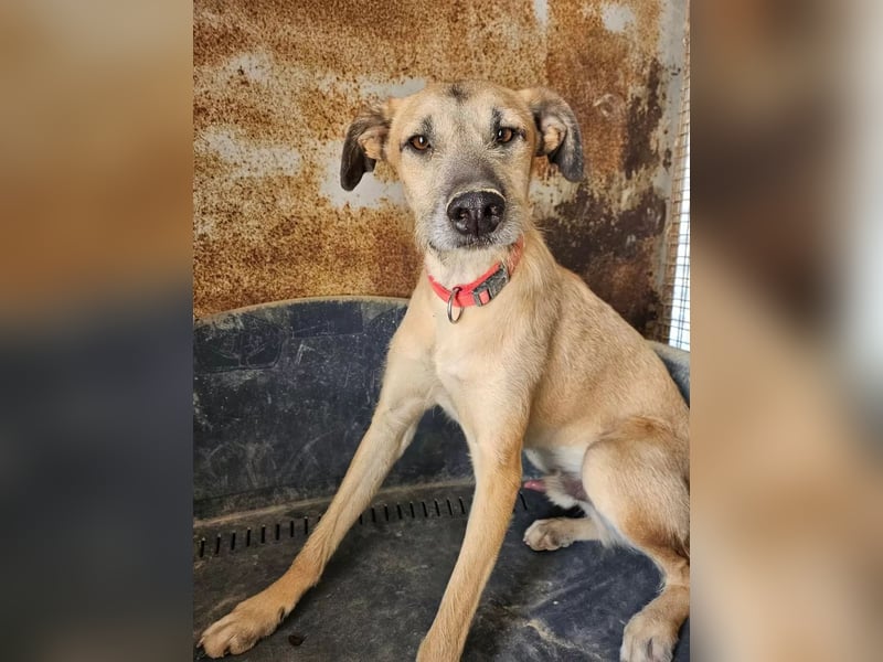 Dubai, die Welpenzeit verbrachte er im Tierheim