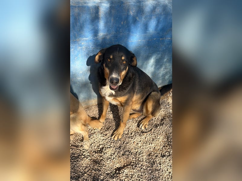 Mila wartet schon so lange - sie hat ihr Zuhause endlich verdient