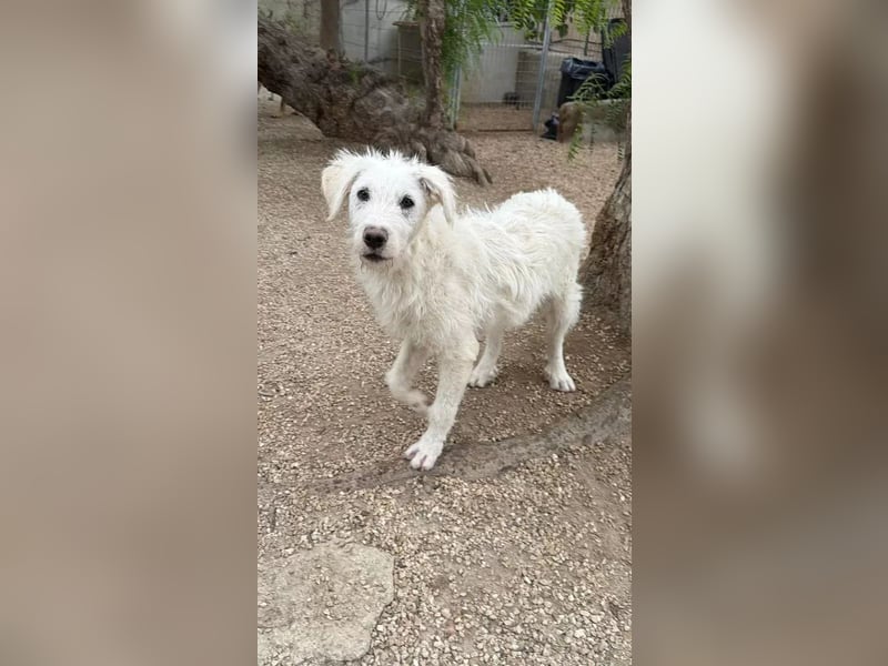Blanca, ein schüchternes Zottelmädchen