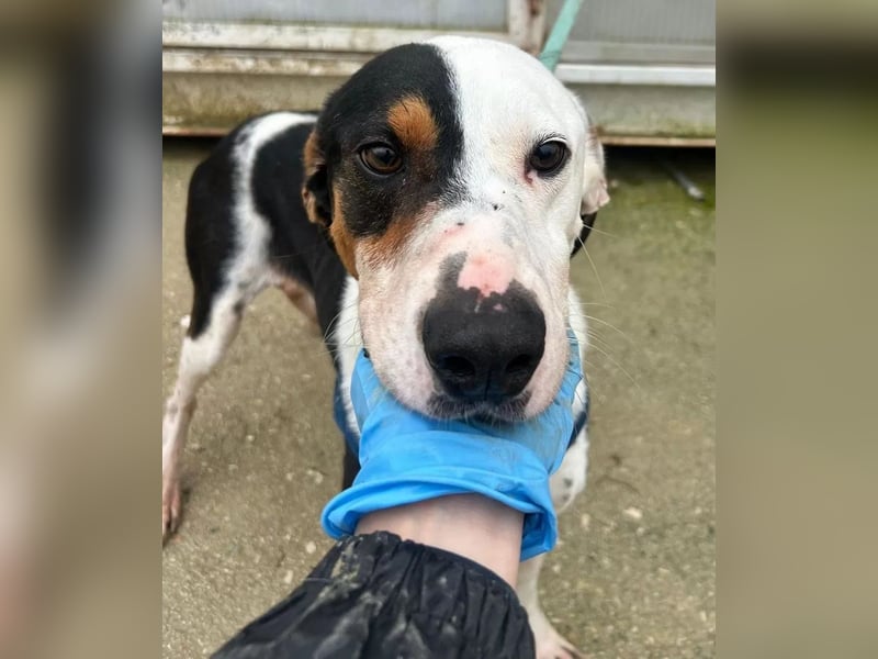 Pipo ,besonderer Herzenshund sucht sein Glück