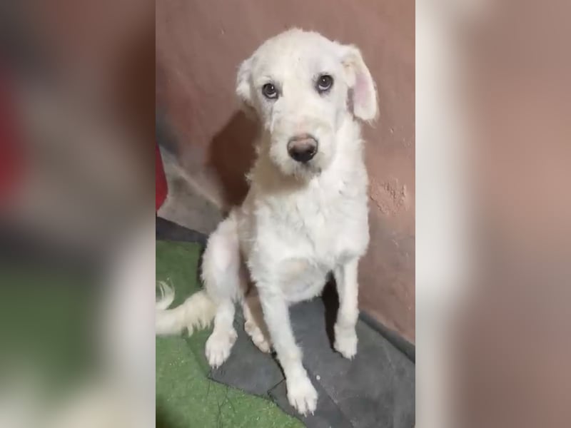 Blanca ,sanfte Hündin sucht geduldige Menschen