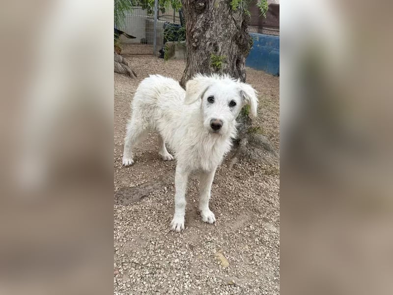 Blanca ,sanfte Hündin sucht geduldige Menschen