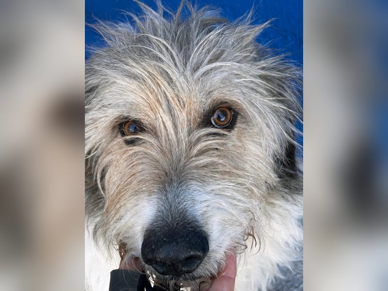 Peque, katzenfreundlich und gemütlich