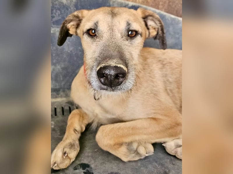 Dubai, die Welpenzeit verbrachte er im Tierheim
