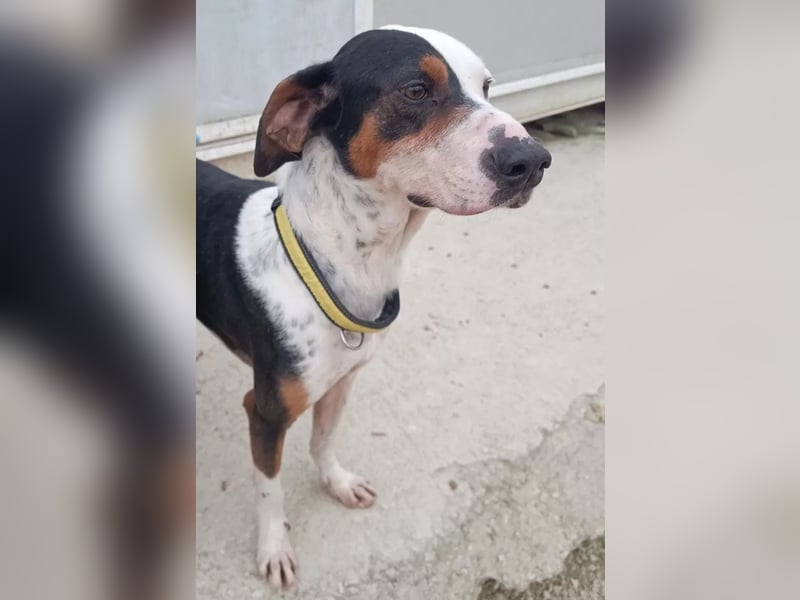 Pipo ,besonderer Herzenshund sucht sein Glück