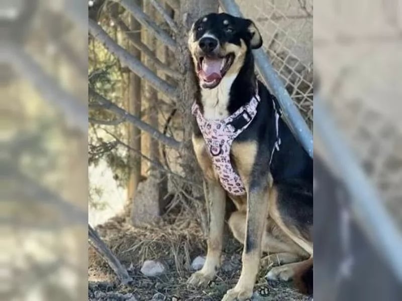 Mila wartet schon so lange - sie hat ihr Zuhause endlich verdient