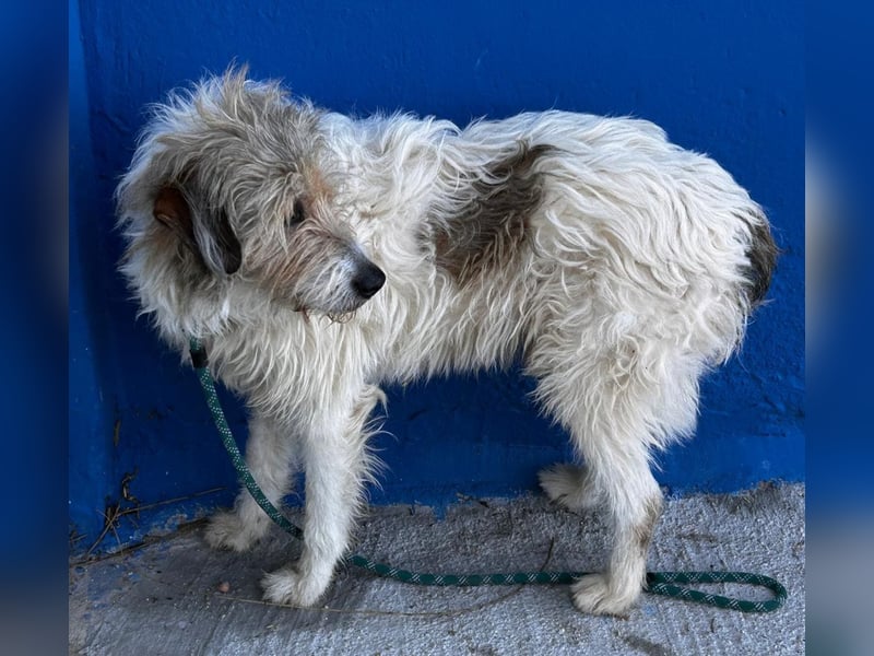 Peque, katzenfreundlich und gemütlich