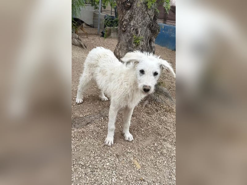 Blanca, ein schüchternes Zottelmädchen