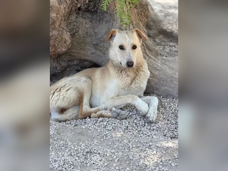 Iris , zarte Seele auf der Suche nach Geborgenheit, gerne Zweithund