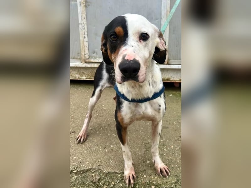 Pipo ,besonderer Herzenshund sucht sein Glück