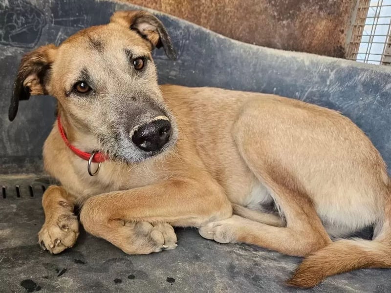 Dubai, sehnt sich nach einem Hundekumpel