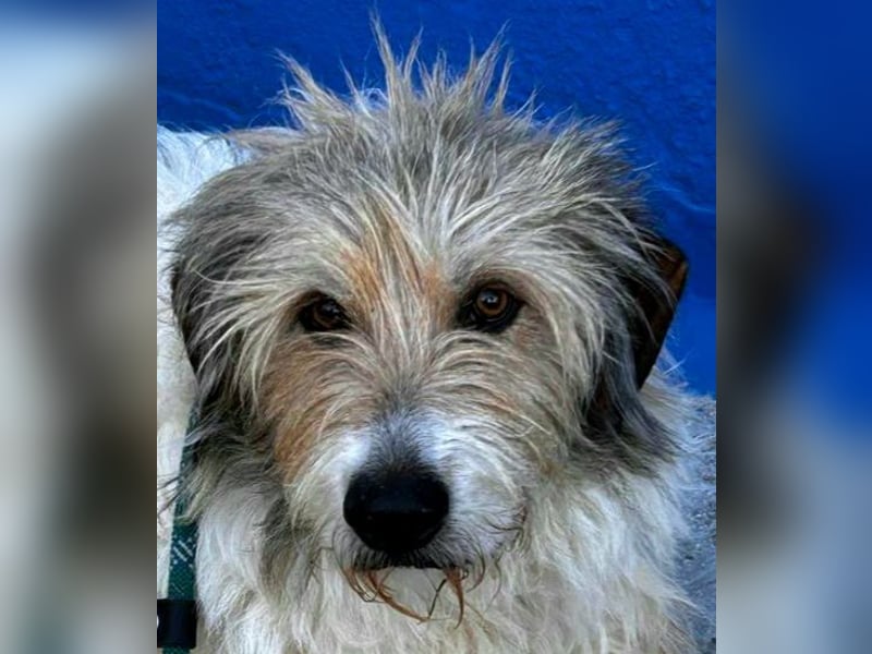 Peque, katzenfreundlich und gemütlich